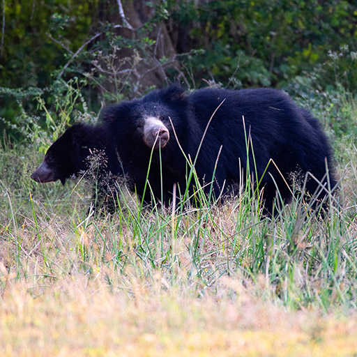 <span> Day 11 </span>Yala National Park