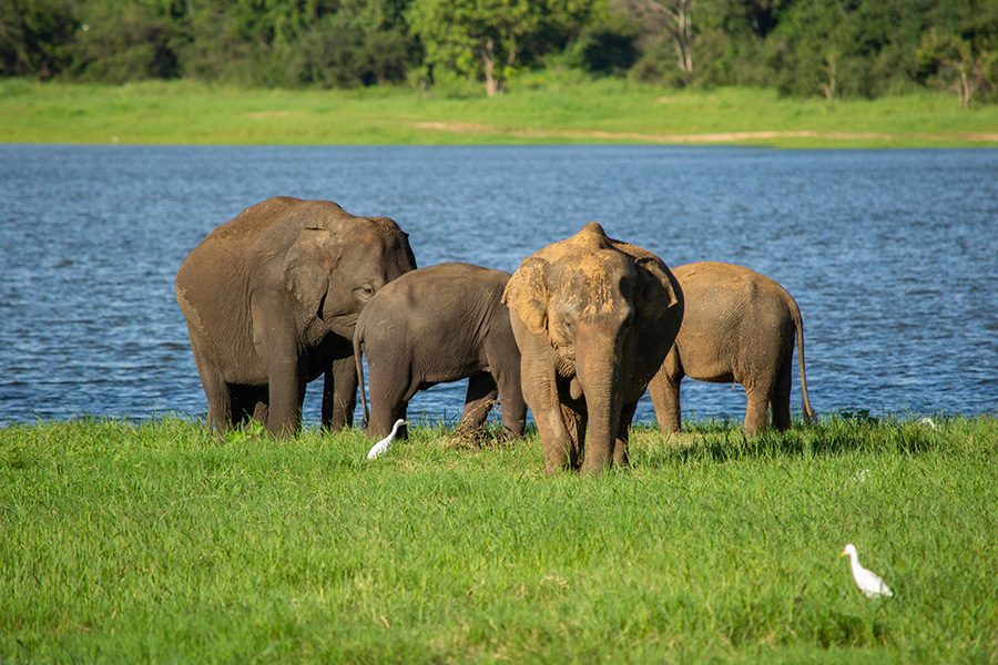 Minneriya National Park – Half Day Safari