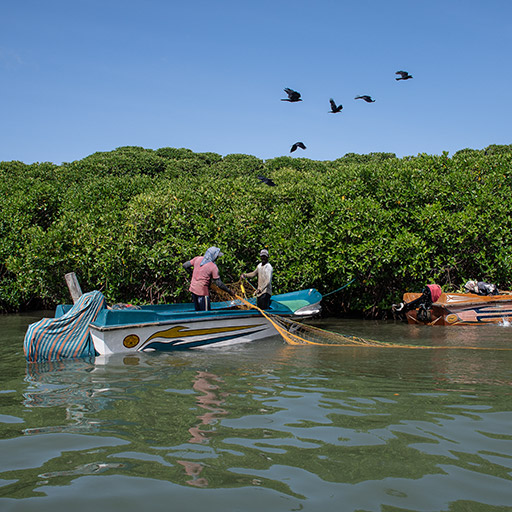 <span> Day 2 </span> Life of Negombo Fishermen - Boat Trip in Muthurajawela Lagoon