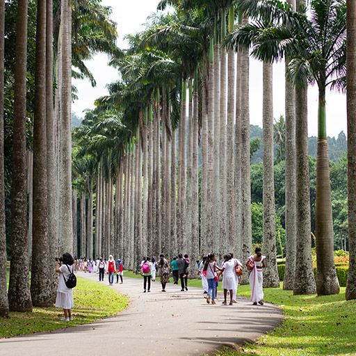 <span> Day 2 </span>Kandy - Peradeniya