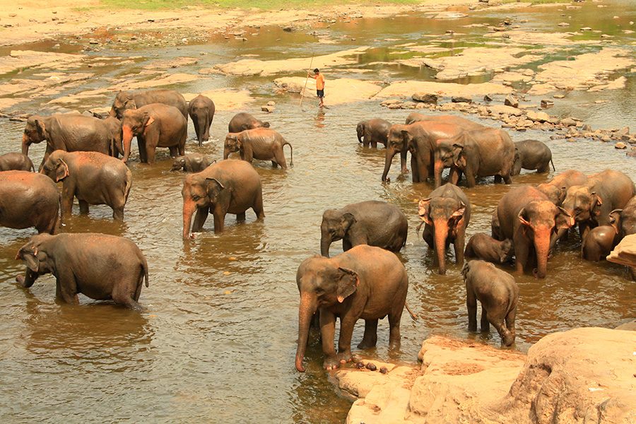 Pinnawala Elephant Orphanage – Half Day