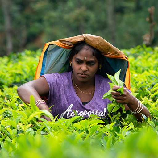 <span> Day 9 </span>Nuwara Eliya