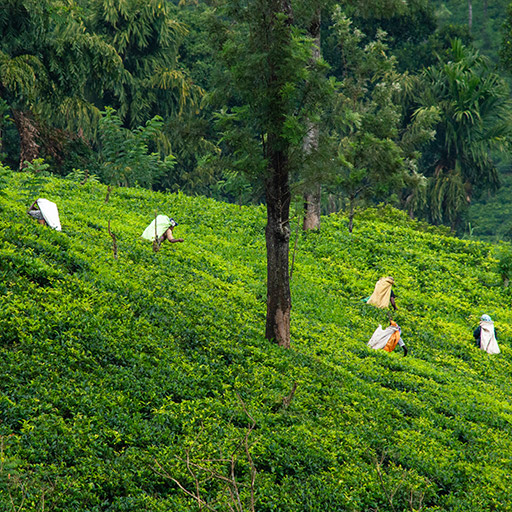 <span> Day 9 </span> Waterfalls - Tea Plantations - Nuwara Eliya