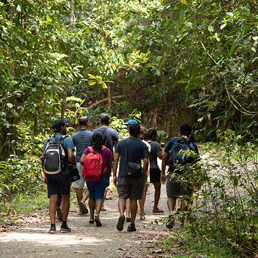 <span> Day 11 </span> Trekking in Rainforest - Lankagama Village Visit