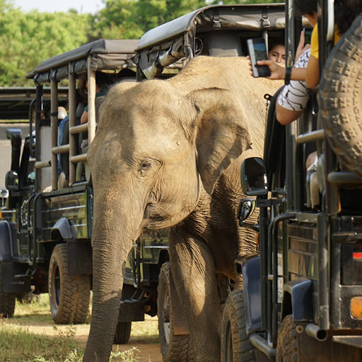 <span> Day 8</span>Udawalawe National Park – Hikkaduwa