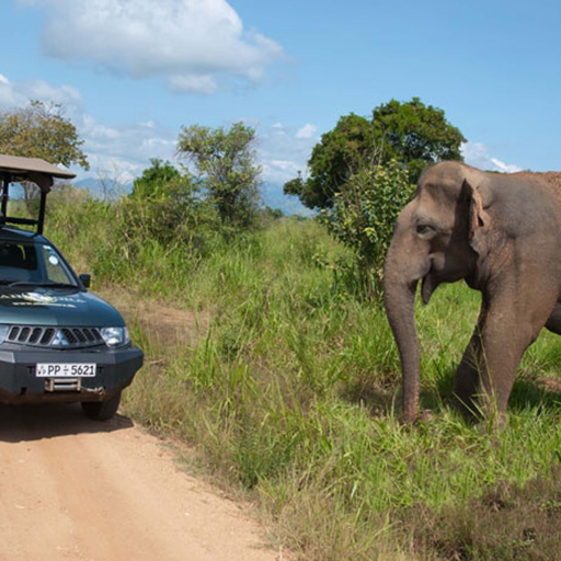 <span> Day 5 </span>Udawalawe National Park - Hikkaduwa