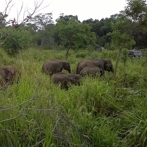 <span> Day 9 </span> Eth Athuru Sevana, elephant transit home