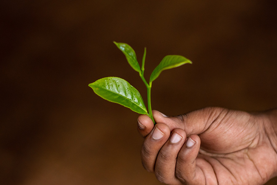 a plucked tea bud