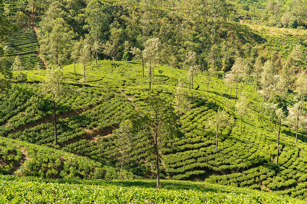 Ceylon Tea