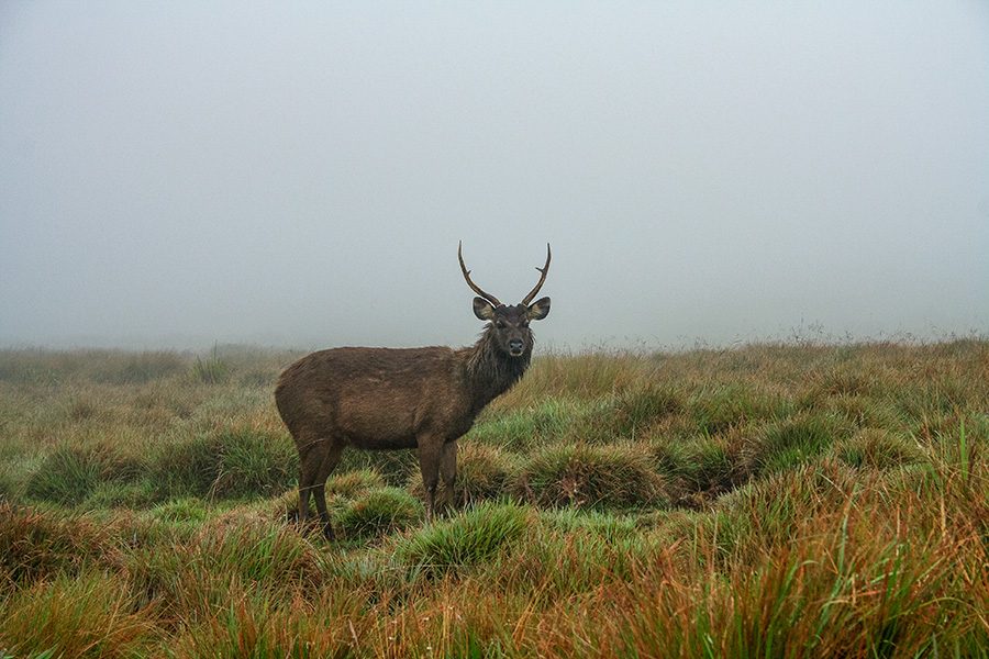 Horton Plains – Half Day Trekking