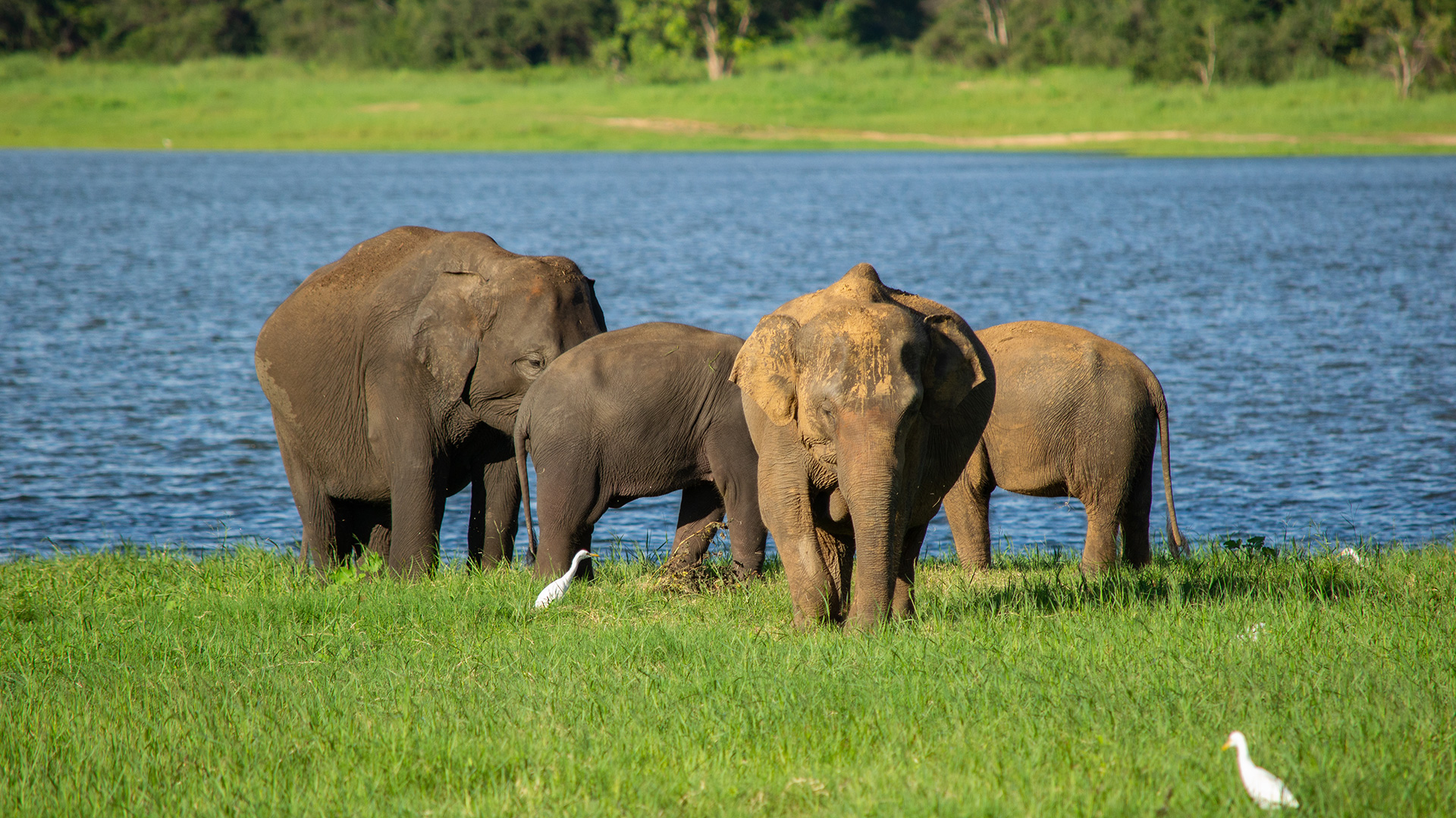 Minneriya National Park