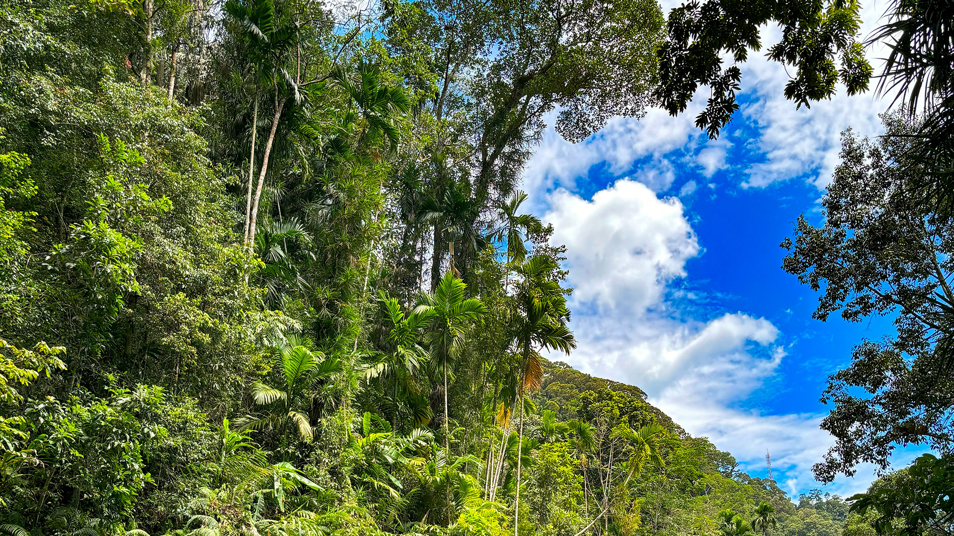 Singharaja Rainforest