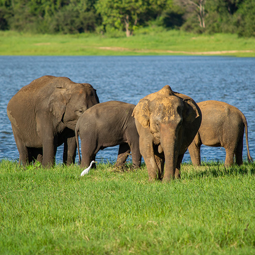 <span> Day 1 </span>Dambulla - Minneriya National Park