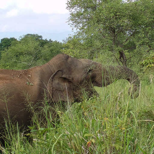 <span> 08:30</span> Start The Safari