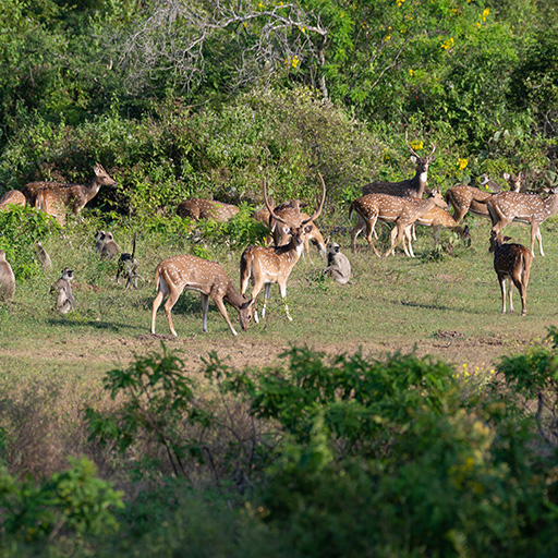 <span> Day 12 </span>Safari Adventure in Yala National Park