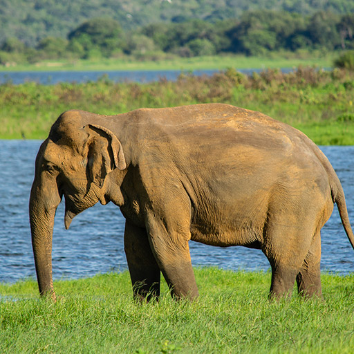 <span> Day 7 </span> Minneriya National Park - Encounter Wild Elephants 