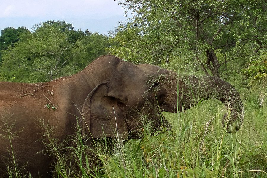 Udawalawa National Park – Half Day Safari